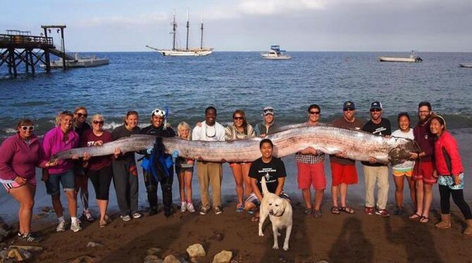 Riemenfische leben in den Tiefen des Meeres und sehen furchterregend aus, sind aber harmlos. Foto: Catalina Island Marine Ins