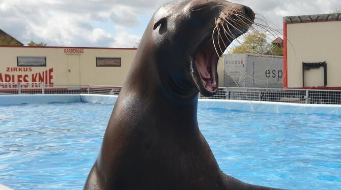 Das Zirkuszelt wird aufgebaut, die neugierigen Seelöwen planschen bereits im Außenbecken.  FOTO: NIETHAMMER