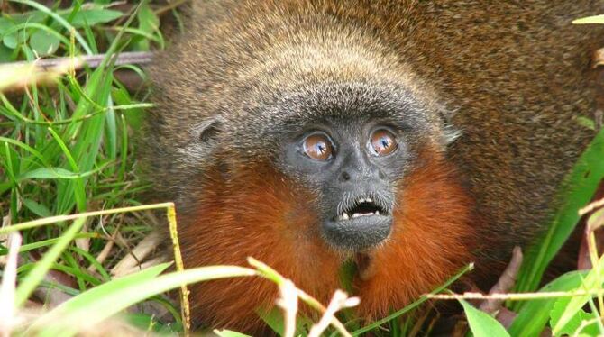 Ein »schnurrender Affe« (Callicebus caquetensis). Foto: Javier Garcia/WWF