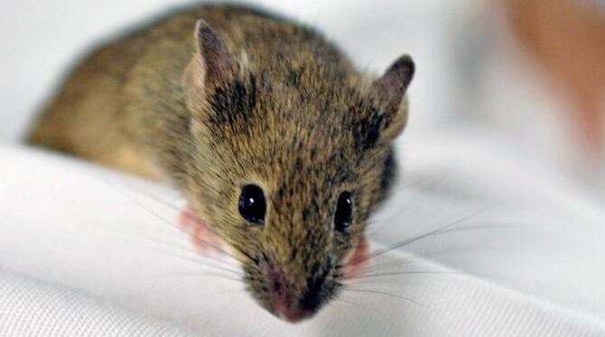 Labormaus in der Universität Münster. Foto: IEMM/Münster