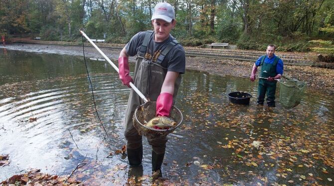 Die Karpfen, die im Orschel-Hagener See schwimmen, bringen ordentlich Gewicht auf die Waage.
