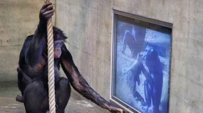 Ein Bonobo Affe schaut in der Wilhelma in Stuttgart einen Film auf einem Fernsehschirm in seinem Gehege. Foto: Susanne Kern