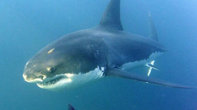 Zum zweiten Mal in einem Monat hat es in Australien eine tödliche Hai-Attacke gegeben. Foto: Helmut Fohringer/Symbolbild