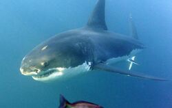 Zum zweiten Mal in einem Monat hat es in Australien eine tödliche Hai-Attacke gegeben. Foto: Helmut Fohringer/Symbolbild