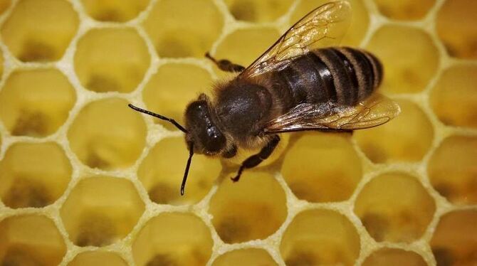 Eine Biene auf Honigwaben