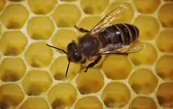 Eine Biene auf Honigwaben