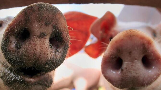 Schweine bei einer Tierschau Foto: Jens Büttner