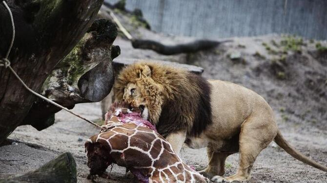 Die getötete Giraffe Marius wurde nach einer öffentlichen Obduktion an Löwen verfüttert. Foto: Kasper Palsnov