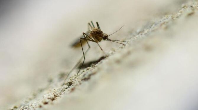 Anders als bei anderen Insekten überwintern bei Stechmücken meist nur Eier. Foto: Uwe Anspach/Symbolbild