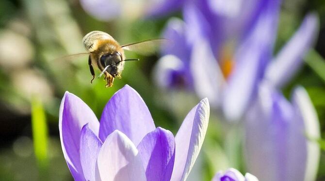 Die Bienen, die sich nach der Temperatur richten, fliegen der Jahreszeit etwas voraus. DPA