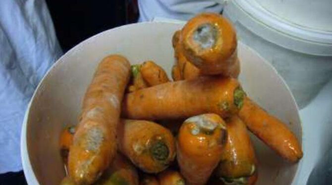 Verschimmelte Karotten. Ein Fall aus dem Jahresbericht der Kontrolleure.  FOTO: PR