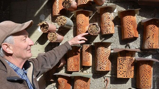 Offene und noch geschlossene Nester.Albrecht Bezler an seinem Wildbienenquartier. GEA-FOTO: BARAL