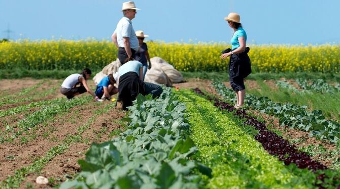 Die Initiative »meine ernte« macht Gärtnern für Menschen in Ballungsräumen möglich und bietet Gemüsegärten zur saisonweisen Miet