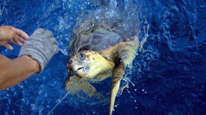Eine Meeresschildkröte hängt an einer Langleine: Einer Studie zufolge gefährdet Beifang von Meeressäugetieren und Seevögeln d