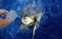 Eine Meeresschildkröte hängt an einer Langleine: Einer Studie zufolge gefährdet Beifang von Meeressäugetieren und Seevögeln d
