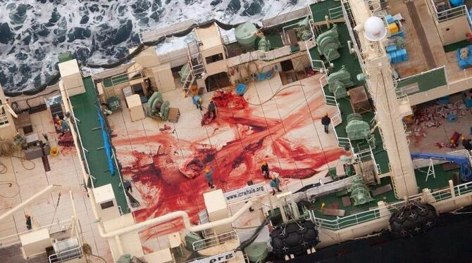 Japan beruft sich auf eine Ausnahmeregel, die die Jagd auf Wale für wissenschaftliche Zwecke erlaubt. Foto: Tim Watters / Sea