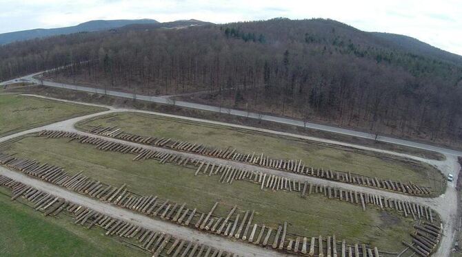 Die wertvollsten Baumstämme der Region wurden auf dem Wertholzplatz bei Ohmenhausen den Käufern präsentiert. In den nächsten Tag Die wertvollsten Baumstämme der Region wurden auf dem Wertholzplatz bei Ohmenhausen den Käufern präsentiert. In den nächsten Tag