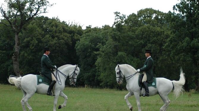 Schneeweiße Rösser, wie sie auch in der Spanischen Hofreitschule in Wien in formvollendeter Piaffe vorgestellt werden. Diese bei Schneeweiße Rösser, wie sie auch in der Spanischen Hofreitschule in Wien in formvollendeter Piaffe vorgestellt werden. Diese bei