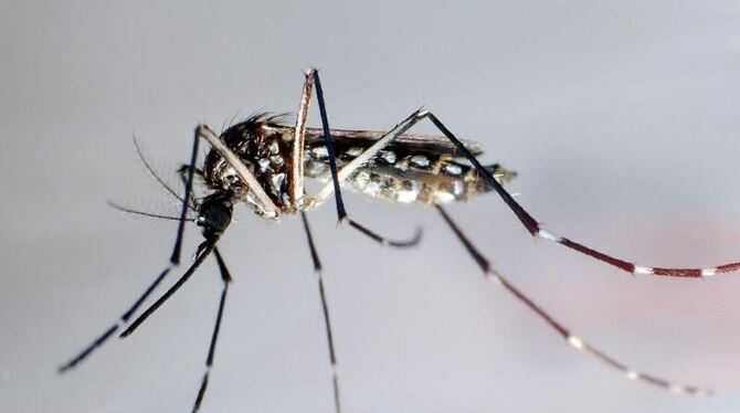 Dengue-Fieber verbreitet sich rasant um die Welt. Die Viren bedrohen Milliarden Menschen in über 100 Ländern. Selbst in Europ