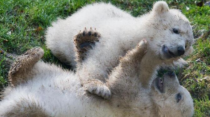 Die Eisbären-Zwillinge Nobby und Nela haben Spaß. Foto: Peter Kneffel