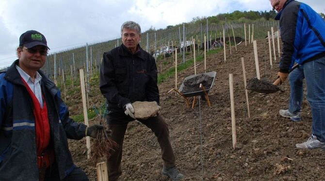 Alle Mann angepackt: Weinbergbesitzer Günther Weiblen (links, mit einer Handvoll Junggewächsen), Martin Schadenberger und Wolfga