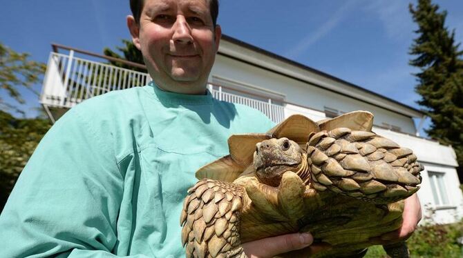 Tierarzt Heinrich Preiß hält die Riesenschildkröte Clotherich in der Hand. Das Tier lebt bereits seit zehn Jahren am Bodensee.