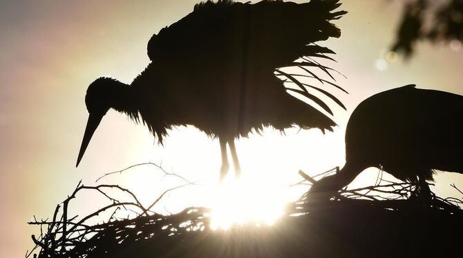 Störche im Tierpark Affenberg in Salem.