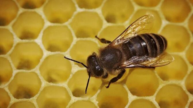 Eine Honigbiene im Bienenstock. Foto: Fredrik von Erichsen