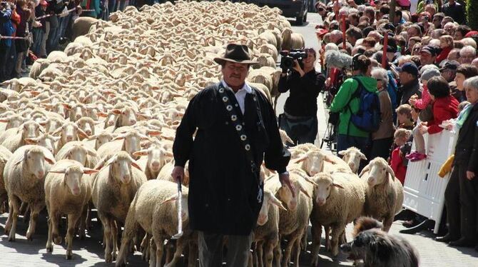 Einen erlebnisreichen Tag bot der Schafauftrieb in Münsingen. Höhepunkt war der Durchmarsch von Schäfer Gerhard Stotz und seiner Einen erlebnisreichen Tag bot der Schafauftrieb in Münsingen. Höhepunkt war der Durchmarsch von Schäfer Gerhard Stotz und seiner