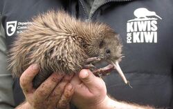 Der ungewöhnliche Nationalvogel der Neuseeländer ist bedroht. Foto: Kiwisforkiwi