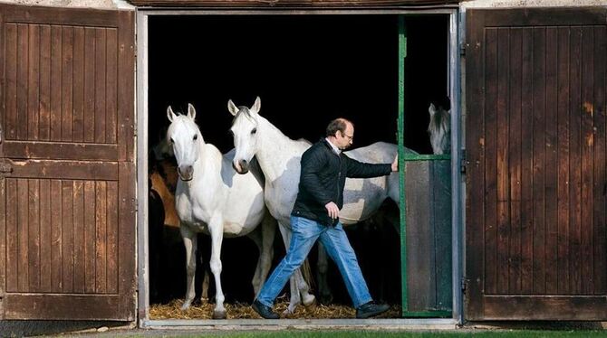 Einblicke in die tägliche Arbeit mit den Pferden geben Mitarbeiter des Gestüts am Sonntag. Alle drei Höfe in Marbach, Offenhause