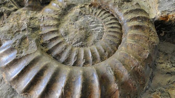 Auch in der Sammlung: Ammoniten aus dem Steinlachtal.  ARCHIVFOTO: NIETHAMMER