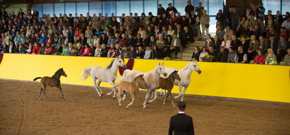 500 Jahre Haupt- und Landgestüt Marbach 500 Jahre Haupt- und Landgestüt Marbach