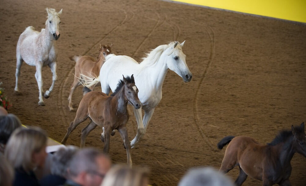 500 Jahre Haupt- und Landgestüt Marbach