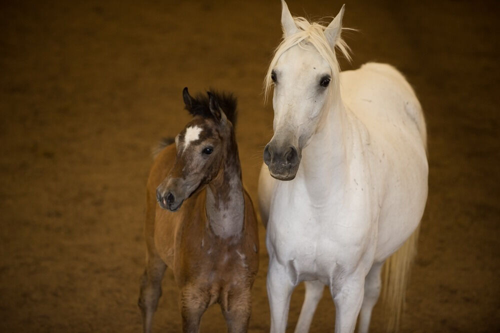 500 Jahre Haupt- und Landgestüt Marbach