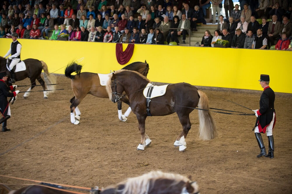 500 Jahre Haupt- und Landgestüt Marbach