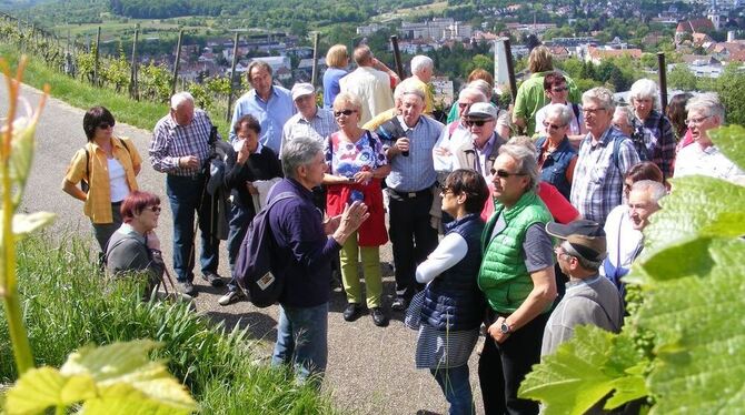 Sonntags in Württemberg: Die regelmäßigen Führungen über die Weinberge haben wieder begonnen.  FOTO: TILL BÖRNER