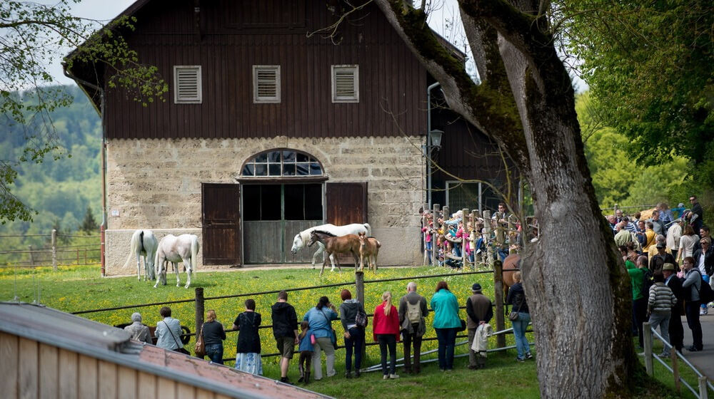 500 Jahre Haupt- und Landgestüt Marbach