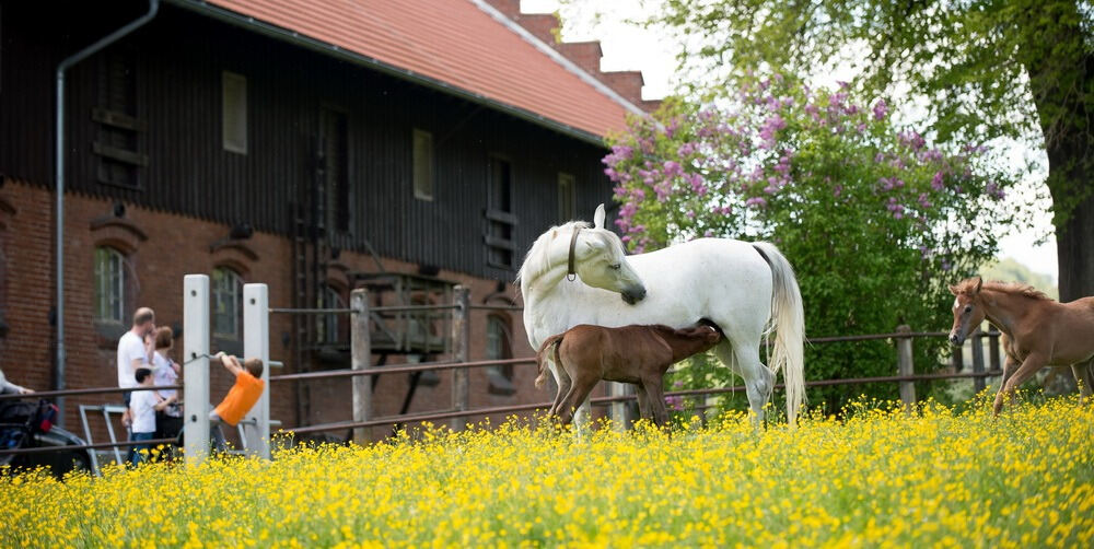 500 Jahre Haupt- und Landgestüt Marbach 500 Jahre Haupt- und Landgestüt Marbach