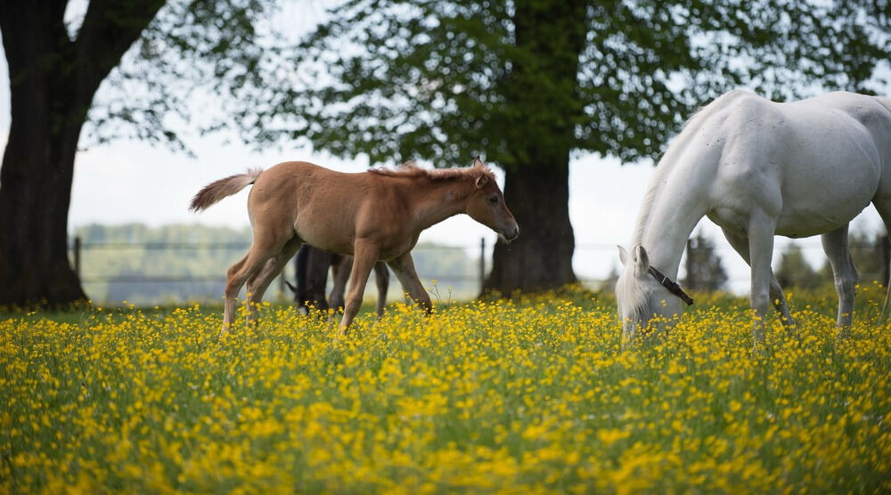 500 Jahre Haupt- und Landgestüt Marbach 500 Jahre Haupt- und Landgestüt Marbach