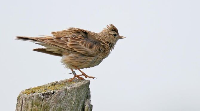 Die Feldlerche. FOTO: FOTOLIA