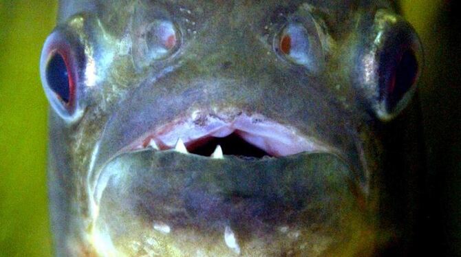 Bissiger Fisch: Piranha.