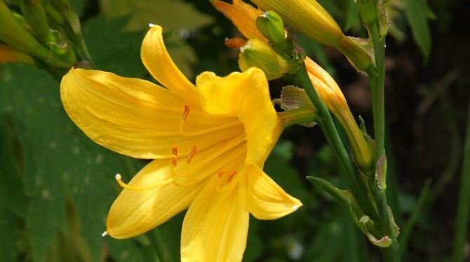 Die Blüten der Taglilie sind essbar und werden in Asien wegen ihrer Heilkräfte geschätzt. FOTOS: DISA
