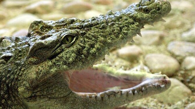 Die australische Polizei hat in einem knapp fünf Meter großen Krokodil die Überreste eines Menschen entdeckt. Foto: Jens Wolf