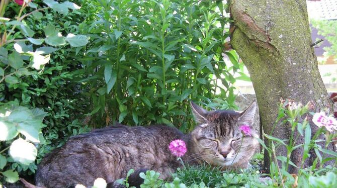 Die 24-jährige Sandy aus Walddorfhäslach ist die vielleicht älteste Katze der Welt. GEA-FOTO: REY