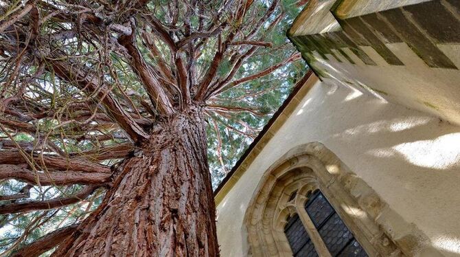 Auch wenn der Baum längst die Kirche bedrängt, will ihn der Kirchengemeinderat so lange wie möglich erhalten. Beim Tag des offen