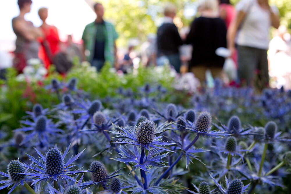 Rosenmarkt in Mössingen 2014