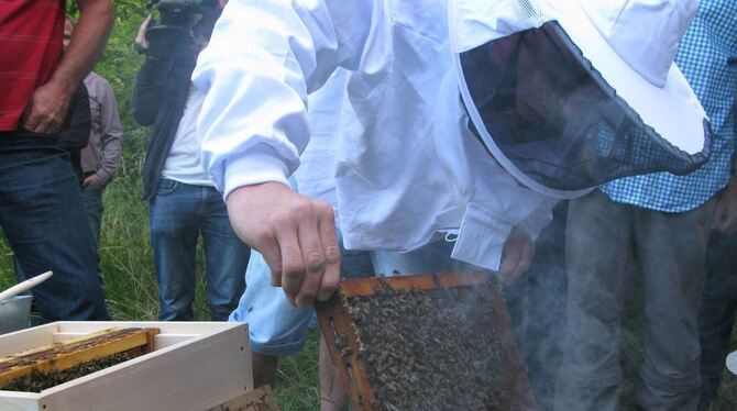 Umzug der Bienen: Matti Altenburger setzt die Tiere, die er jetzt sein Eigen nennen darf, in den neuen Kasten.  FOTO: REY