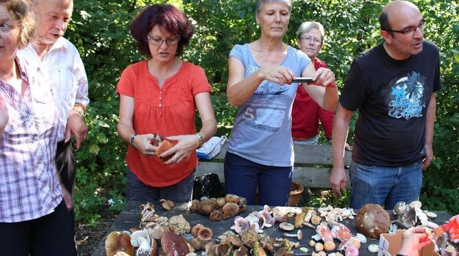 Schon ein Klassiker im Pliezhäuser Ferienprogramm und auch heuer wieder dabei: das Pilzesammeln. ARCHIVFOTO: PR