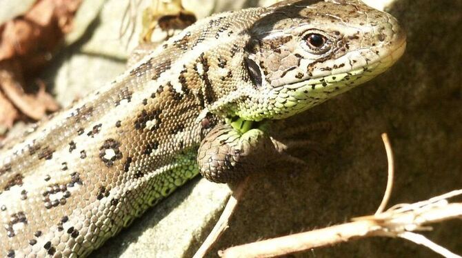 Die Zauneidechse sucht in Lichtenstein eine sichere Zuflucht. GEA-ARCHIVFOTO Die Zauneidechse sucht in Lichtenstein eine sichere Zuflucht. GEA-ARCHIVFOTO